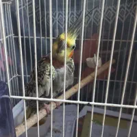 طوطی عروس گلباقالی نر