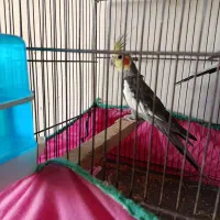 عروس|پرنده|کهک, |دیوار
