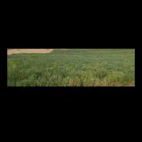 خرید و فروش پرس گندم، یونجه،علف، کاه گندم و کاه جو