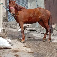 مادیان سه ساله یورقه  بدون ایراد سالم