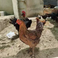 مرغ تخم گذار بالغ و جوان بشرط تخم گذاری