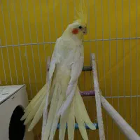 عروس هلندی ماده