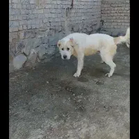 سگ حیوانات