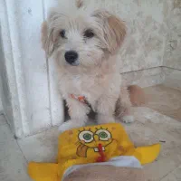 سگ گمشده پاکوتاه
