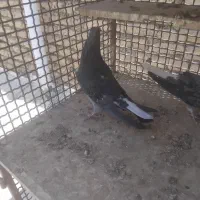 کبوتر