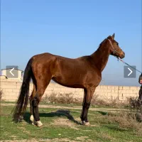 اسب مادیان ترکمن خالص به نام گل رزان