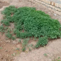 بوته گرجه.  هزار تومان
