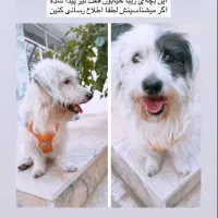 سگ ( گشمده) پیدا شده
