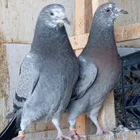 کفتر
