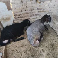 بره نر