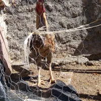 خروس طوسی 15ماه