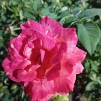 فروش گل رز هلندی فروش انواع گل رونده