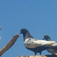 کبوتر