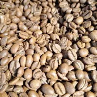 فروش قهوه ۱ کیلویی اتیوپی گوجی تعداد محدود
