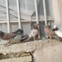 کبوتر کفتر کله ای طوقی امیدیه