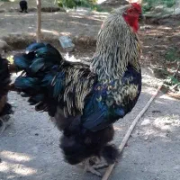 خروس|حیوانات مزرعه|شهریار, ابراهیم‌آباد|دیوار