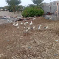 غاز|حیوانات مزرعه|جیرفت, |دیوار