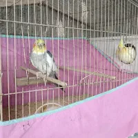 عروس هلندی مولد