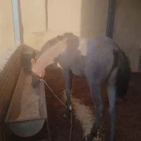 اسب مادیان فروشی