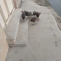 بوقلمون