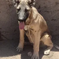 سگ نر