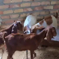 چهار بز غاله مری دونر یک ماده