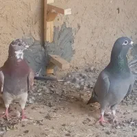 یه جفت سرور دم سفید
