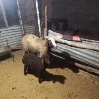 باسلام یک رس شیشک بره دار سالم و سرحال