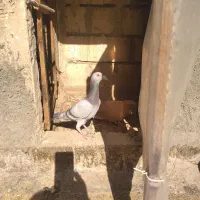 دو تا سبز فریمانی ماده