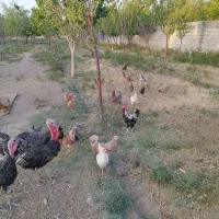 فروش جوجه مرغ گلین اصل بافت
