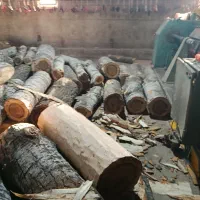 خریدار درخت سه لای