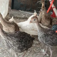جوجه طاووس