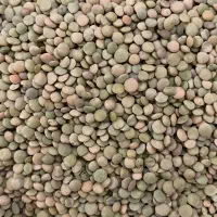 فروش عدس کوهین