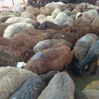 ۳۰عدد گوسفند داشتی نصف شیشک بقیه رو چفته هستن