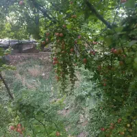 فروش-زمین-در-روستای-کهکران