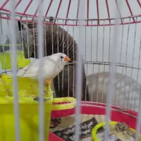 جوجه فنچ