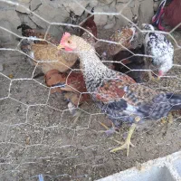 جوجه خروس محلی