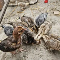 فروش جوجه مرغ محلی