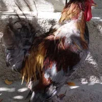 خروس