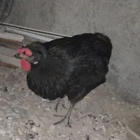مرغ محلی‌ تخم گذار