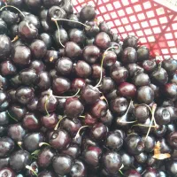 گیلاس تازه