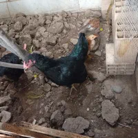 مرغ لاری  و جوجه