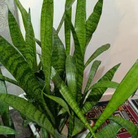 سانسوریا طبیعی و زیبا