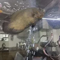 اسکار مسی