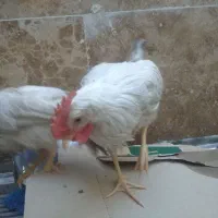 دوعدد تیمچه خروس