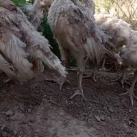 جوجه بوقلمون بوربون رد