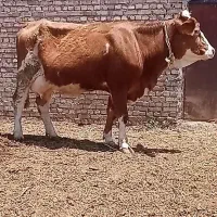 گاو سیمینتال یک شکم زاییده دو دندان تلقیح شده