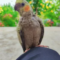 عروس هلندی با جوجه و قفس