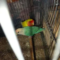 طوطی برزیلی  معاوضه با عروس هلندی