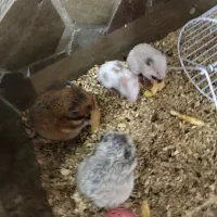 همستر توپول